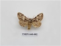 藏品(蓬萊曼蠶舟蛾)的圖片